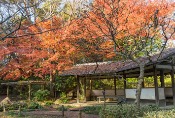 滄浪泉園の東屋と色付いたカエデの木