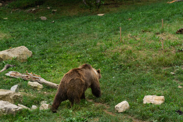 View of an adult brown bear in a natural wildlife park