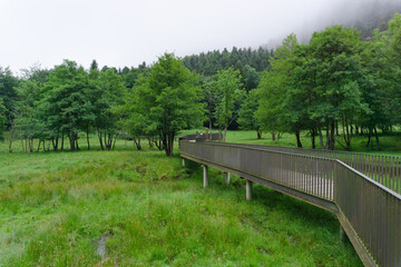 Footbridge with railing over a lake in the middle of a green forest