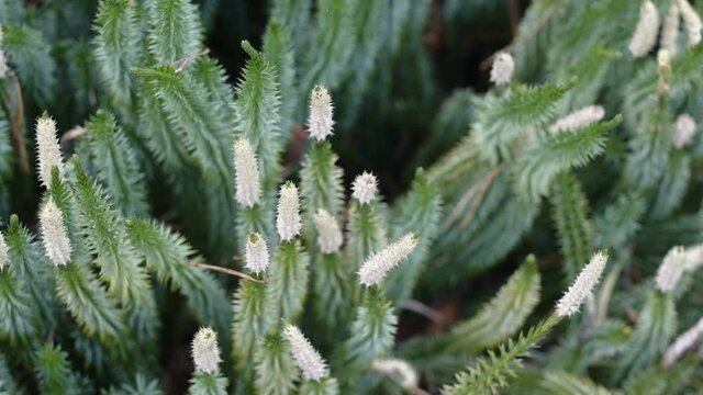The green stiff clubmoss plants on the forest with the white flowers on it in Estonia
