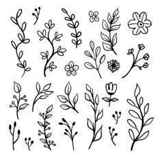 Doodle floral elements. Hand drawn vector branches and leaves. Vintage botanical illustrations.