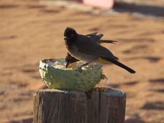 African Red-Eyed Bulbul Perched on a Fruit