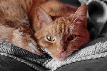 face close up of an orange tabby cat with copper eyes curled up on a blanket staring at the camera