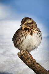 female sparrow