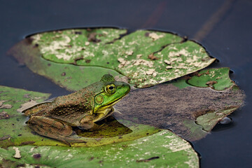 frog in the lily pond