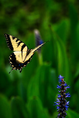 yellow butterfly on a flower