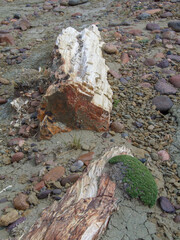 pieces of petrified wood at the petrified forest of Sarmiento, Argentina