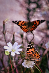 Obraz na płótnie Canvas monarch butterfly on flower