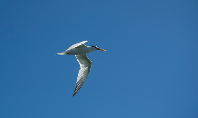 Sandwich Tern in flight,Chubut Province, Patagonia Argentina.
