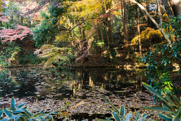 Fototapeta na wymiar 滄浪泉園の池と紅葉