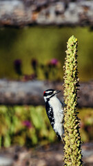 black capped kingfisher