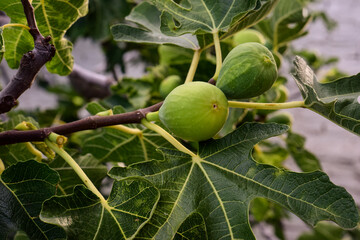 Figs on the plant, ready to harvest, La Pampa, Argentina
