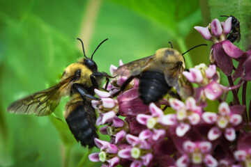 bees pollinate a flower