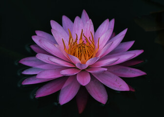 pink water lily