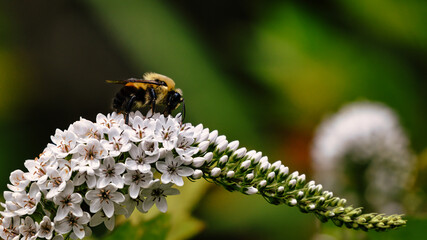 bee on a flower