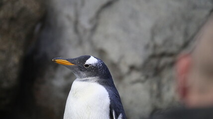 portrait of penguin
