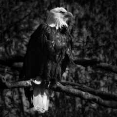 american bald eagle