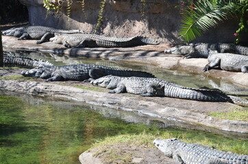 Crocodiles sunbathing.