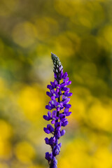 wild purple flower