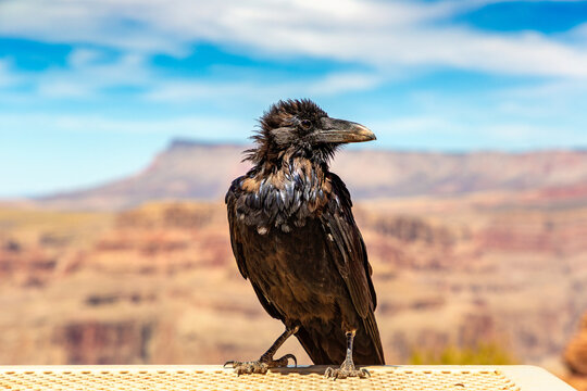 Black Raven at Grand Canyon - Powered by Adobe