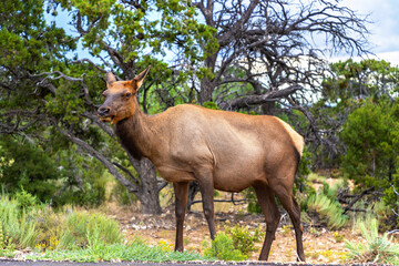 Naklejka na ściany i meble Deer at Grand Canyon National Park