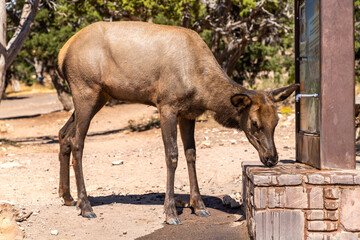 Fototapeta premium Deer at Grand Canyon National Park