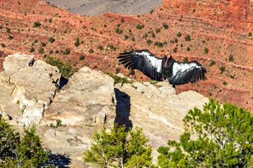 California Condor at Grand Canyon