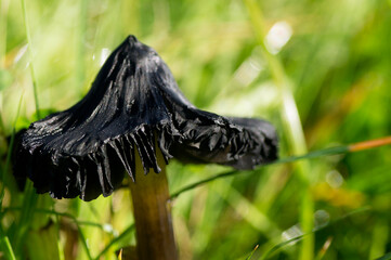 Blackening Waxcap - Hygrocbe conica