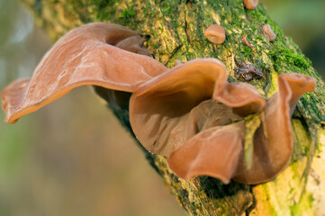 Auricularia auricula-judae - ear fungi