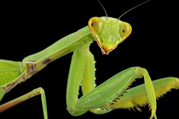 Mantis ordinary or mantis religious, isolated on black background