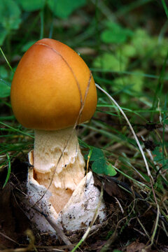 Tawny Grisette, Amanita fulva mushroom