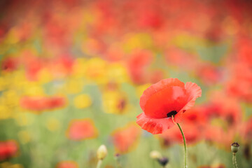 Poppy field with beautiful red poppies and flowers in a summer meadow