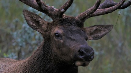 National Park Elk