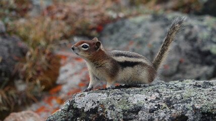 chipmunk2