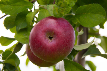Red apple in a an apple tree