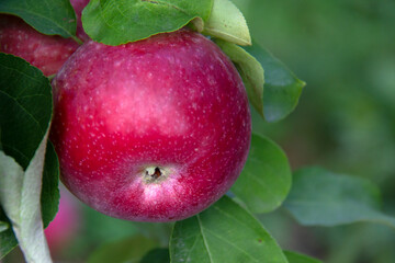 Red apple in a an apple tree