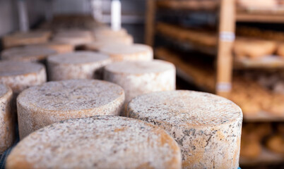 Closeup of wheels of sheep cheese arranged on shelves in ripening room of cheese dairy. Aging process or affinage in cheesemaking