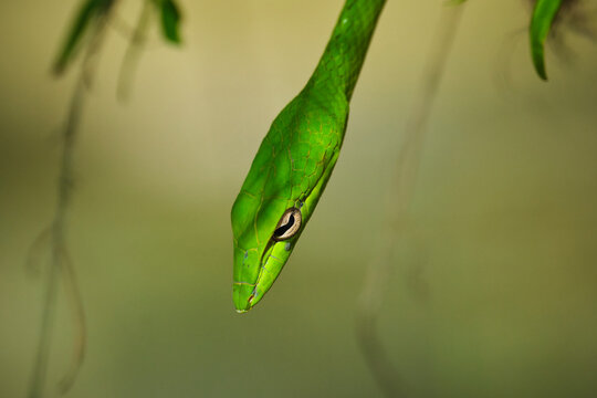 Oriental whip snake or asian vine snake photographed at the botanic gardens in Singapore. 