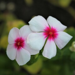 pink and white flowers