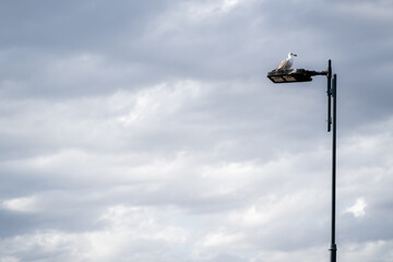 streetlight with seagull and cloud background