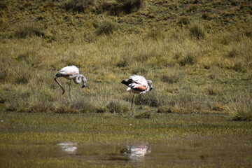 wildebeest in the serengeti
