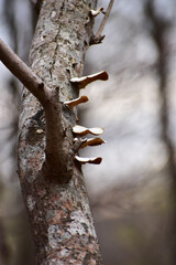 早春の森のキノコ