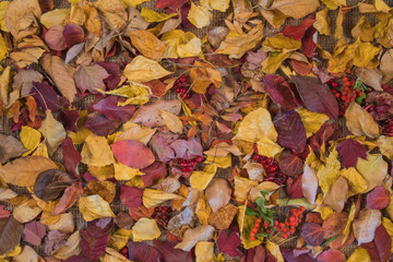 Natural background of dry autumn leaves