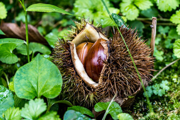 Chestnuts on the ground