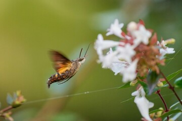 飛びながらアベリアの蜜を吸うホウジャク