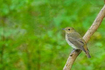 木陰でのんびりくつろぐキビタキ メス