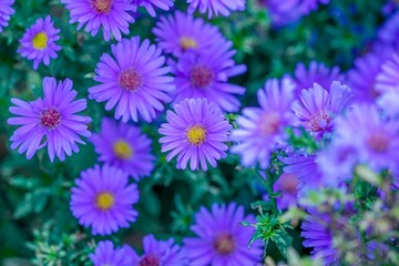 ひっそりと咲く満開の紫色の小菊の花