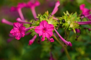 Obraz premium ひっそりと咲く満開のピンクのオシロイバナ