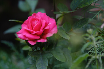 blooming pink rose outdoors in the green summer garden, background