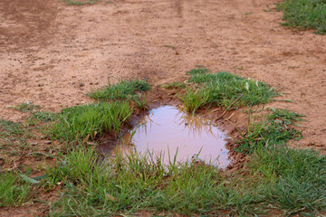 puddle and grass on the ground